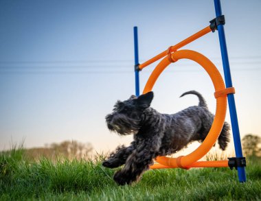 little black dog on agility jumps over a circle at sunset clipart