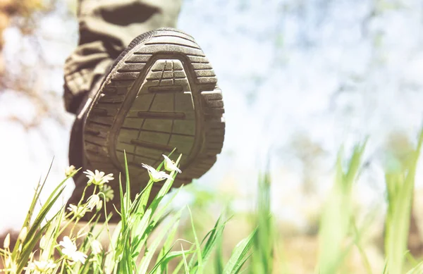 Wędrowiec spaceruje po trawie i kwitnące kwiaty na zielonej łące w lesie — Zdjęcie stockowe