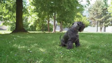 Köpekle antrenman yapmak, emir üzerine havlamak ve çimenlerde yuvarlanmak. Arkaya yuvarlanıyor, çeviklik.