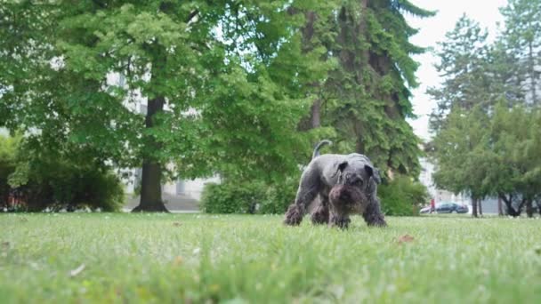 Köpekle antrenman yapmak, ağaçtan koni atmak. Köpek oyuncağa atlar. — Stok video