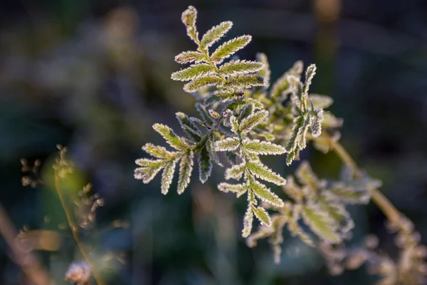 rime rowan yaprakları