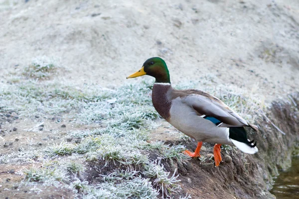 Ente steht am Ufer — Stockfoto