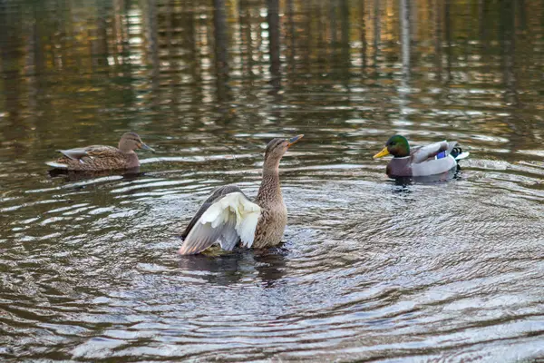 Anka flyter i sjön — Stockfoto