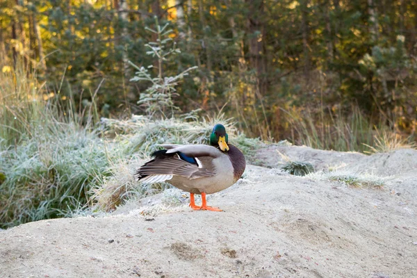 Ente steht am Ufer — Stockfoto