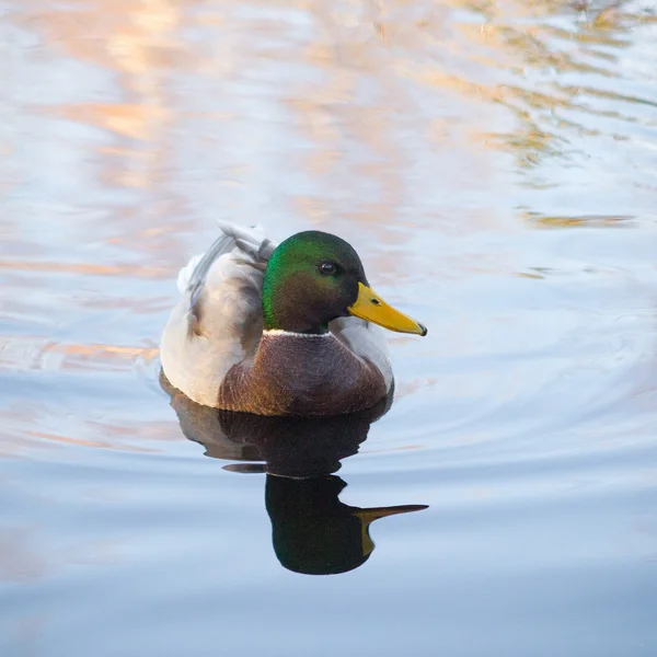 Ente schwimmt im See — Stockfoto