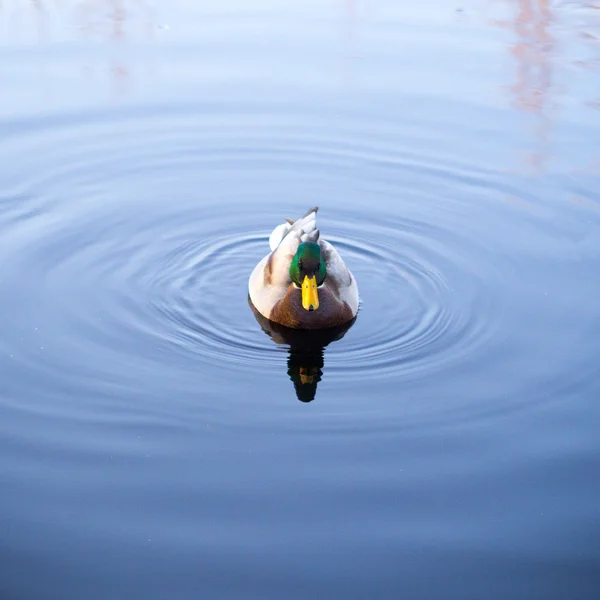Ente schwimmt im See — Stockfoto
