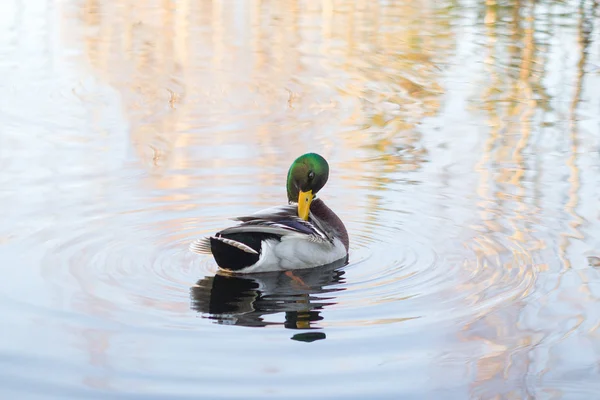 Ente schwimmt im See — Stockfoto