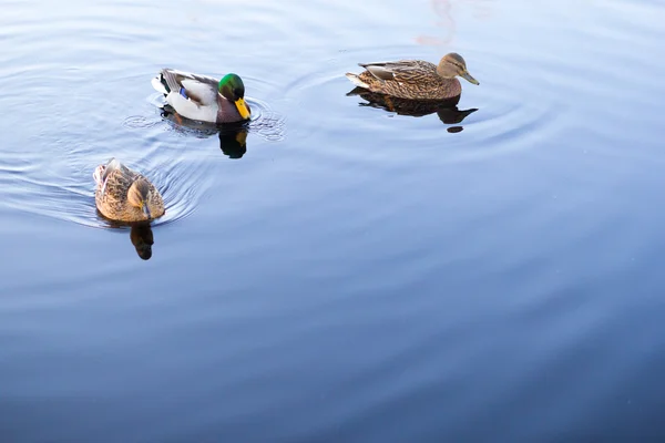 Drei Enten schwimmen — Stockfoto
