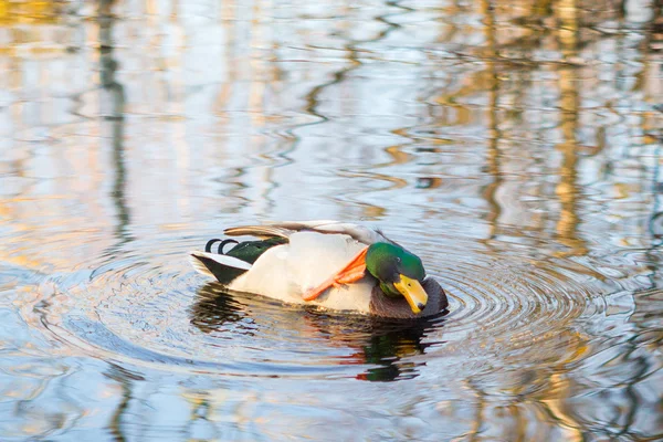 Anka flyter i sjön — Stockfoto