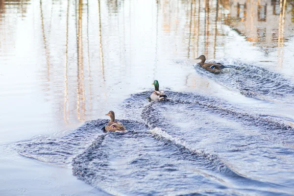 Drei Enten schwimmen — Stockfoto