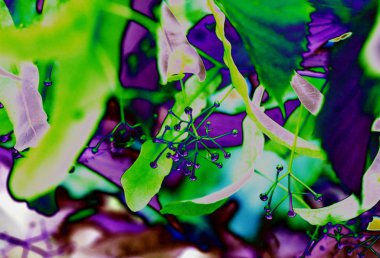 İlkbaharın başlarında ıhlamur tomurcukları