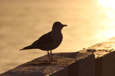 Gün batımında granit korkuluklarda martı.
