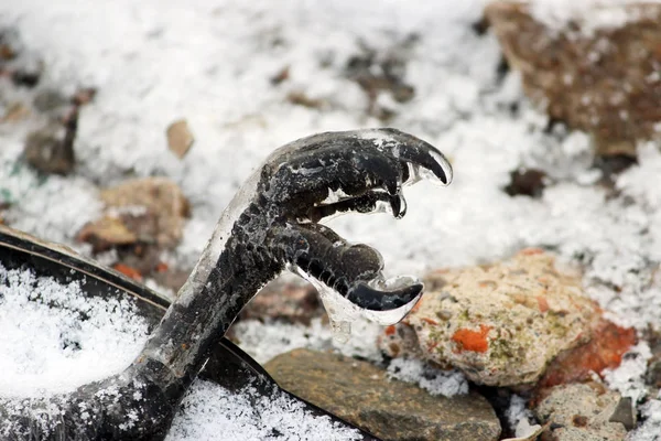 Мертвая Птица Ворона Берегу Реки Зимой — стоковое фото