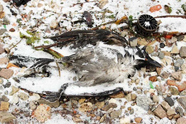 Dead Bird Crow River Bank Winter — 스톡 사진