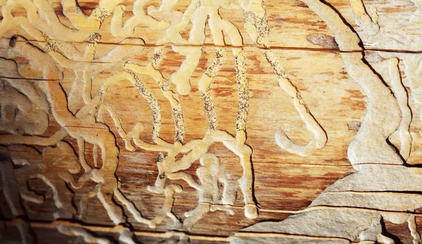 Traces Beetles Bark Spruce Tree — Stock Photo, Image