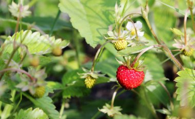 Yabani çilek - makro fotoğraf closeup.
