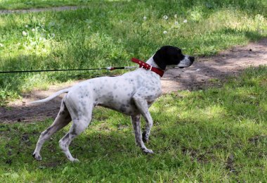 Setter Dog Point parkta güvercinleri avlıyor, rafları yapıyor..