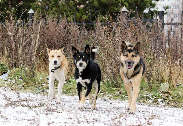 冬は野良犬3匹の外で結婚式を — ストック写真