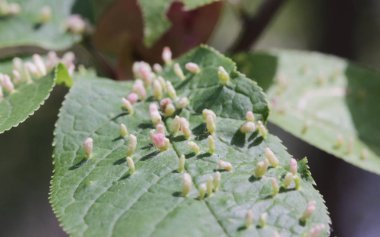 Safralar çeşitli organizmalar, böcekler, maytlar, nematodlar, mantarlar, bakteriler ve virüslerden kaynaklanan anormal kuş kiraz ağacı büyümeleridir. .