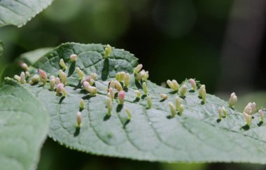 Safralar çeşitli organizmalar, böcekler, maytlar, nematodlar, mantarlar, bakteriler ve virüslerden kaynaklanan anormal kuş kiraz ağacı büyümeleridir. .