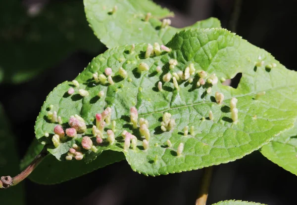 Galls Abnormal Bird Cherry Tree Growths Caused Various Organisms Insects — Stock Photo, Image