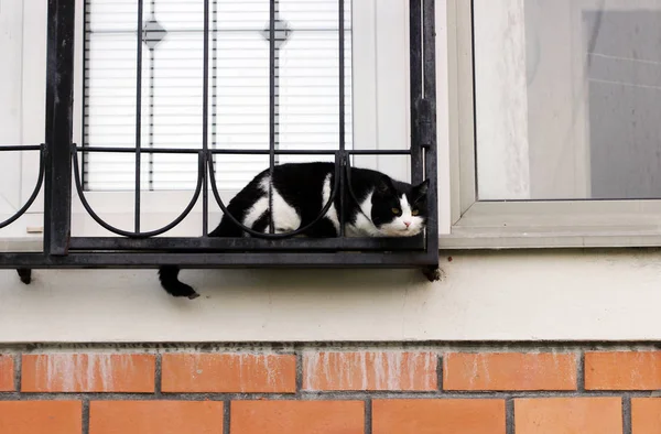 Chat Noir Blanc Regarde Par Fenêtre Travers Calandre Métal Noir — Photo