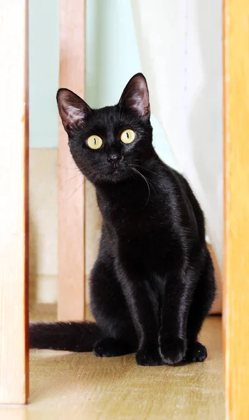 Krásná Mladá Černá Kočka Interiéru Domova — Stock fotografie