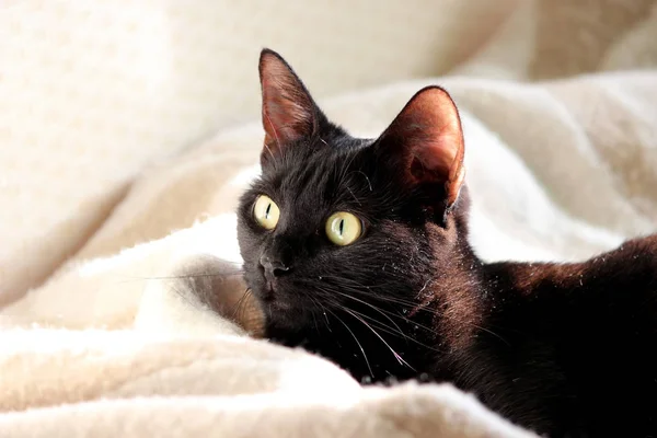 Beau Jeune Chat Noir Intérieur Maison — Photo