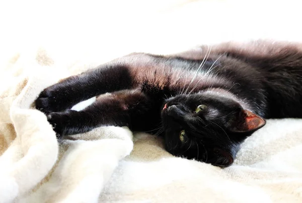 Μια Όμορφη Νεαρή Μαύρη Γάτα Στο Εσωτερικό Του Σπιτιού — Φωτογραφία Αρχείου