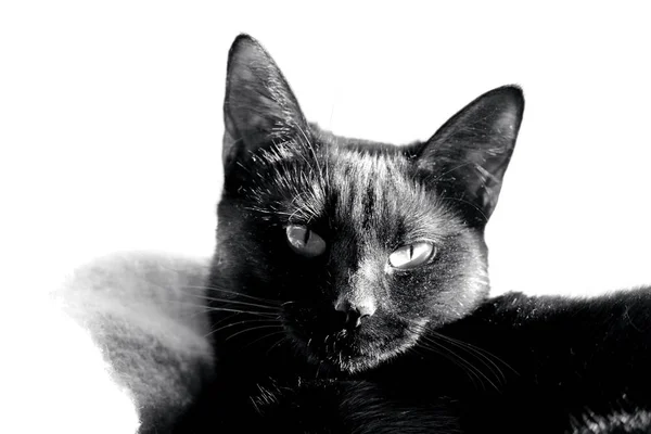 Isolated Black White Photo Beautiful Young Black Cat Home Interior — 스톡 사진