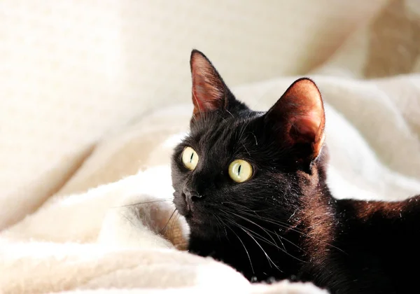 Красивая Молодая Черная Кошка Интерьере Дома — стоковое фото