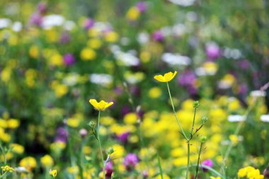 yonca, düğün çiçeği, kiraz ağacı ve diğer otlardan oluşan çiçekler. yaz arkaplanı