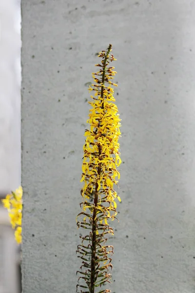 Ligularia Przewalskii Planta Con Flores Amarillas Sobre Fondo Pilar Hormigón — Foto de Stock