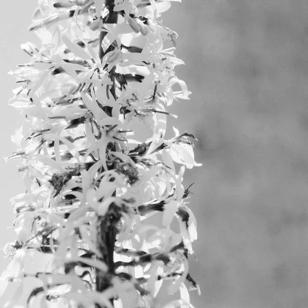 Foto Preto Branco Ligularia Przewalskii Planta Com Flores Amarelas Fundo — Fotografia de Stock