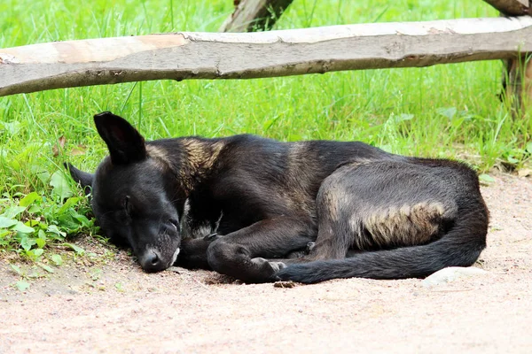 Schwarzer Hund Sonnt Sich Park — Stockfoto