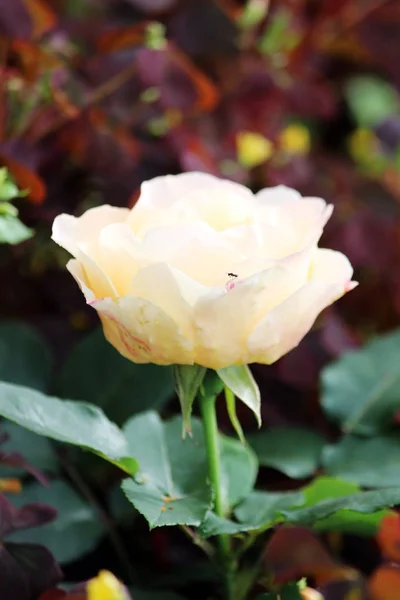 Lonely Beige Tea Rose Growing Outdoors — 스톡 사진