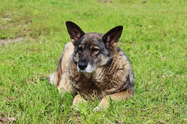 Guard Outbred Old Dog Lying Grass Guards Entrance Gate Yard — Stock Photo, Image