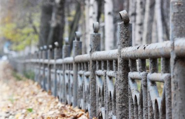 Uzun vadede arka plan olarak kabuk sokan gri-mavi metal çitler ve sarı yapraklar..