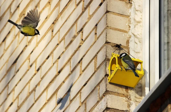 Two Tits Parus Major Great Tit Feeder House Window House — 스톡 사진