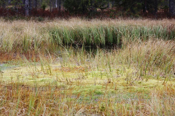 Cranberry Swamp Autumn Arkhangelsk Region Russia — 스톡 사진