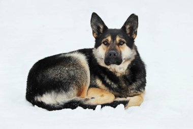 sokak köpeği karda kışın kıvrılmış yatıyor .