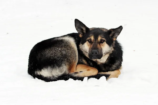 野良犬が丸くなって冬に雪の上にあります。 . — ストック写真