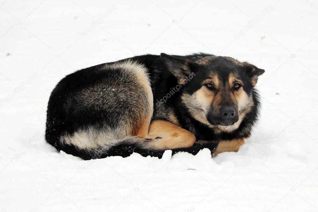 stray dog lies on the snow curled up in the winter .