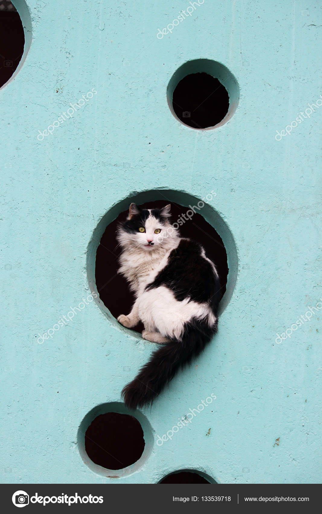 Black And White Long Haired Cat Sits In The Hole On A Turquoise