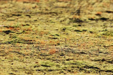doku küçük yeşil yosun ve çim bir arka plan olarak.