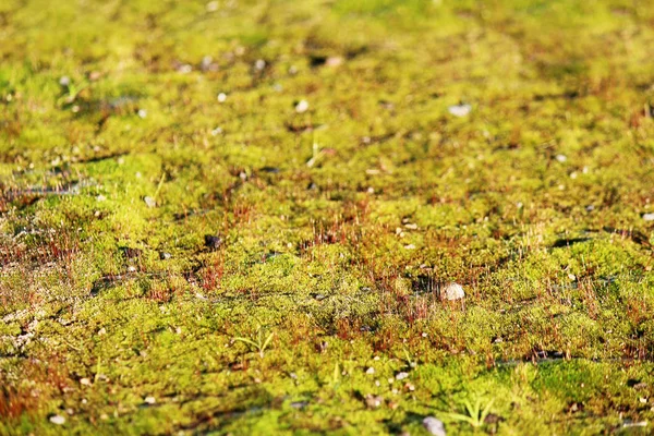 Textura pequeño musgo verde y hierba como fondo . — Foto de Stock