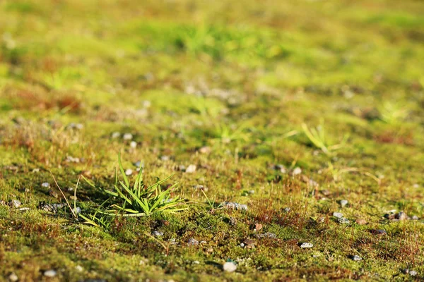 Textura pequeño musgo verde y hierba como fondo . —  Fotos de Stock