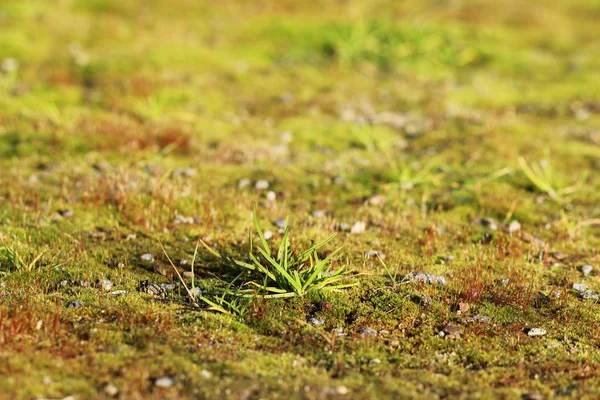 Texture small green moss and grass as a background. — Stock Photo, Image