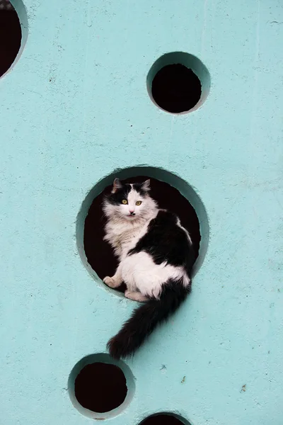 Black and white long-haired cat sits in the hole on a turquoise wall. — Stock Photo, Image