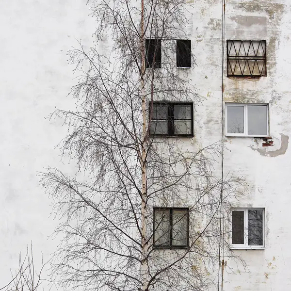 Фото береза и окно на фоне старых домов с окнами оштукатуренной белой штукатуркой — стоковое фото